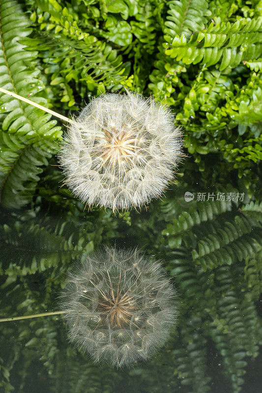 红腹雉(Tragopogon porrifolius)